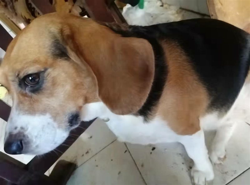 出售自家養(yǎng)的比格犬